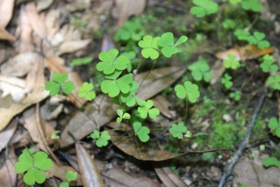 Oxalis incarnata, photographed by Joe Dillon