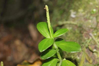 Peperomia urvilleana, photographed by Joe Dillon