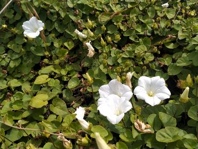 Calystegia tuguriorum, photographed by John Barkla