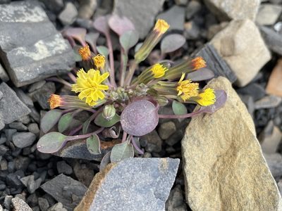 Askellia pygmaea, photographed by rosaceae_roberts