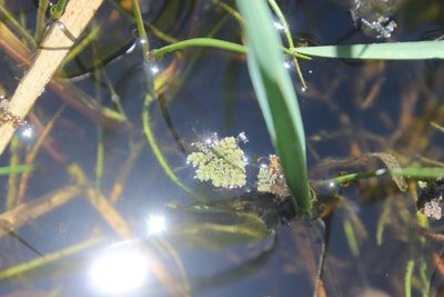 Azolla pinnata, photographed by Joe Dillon