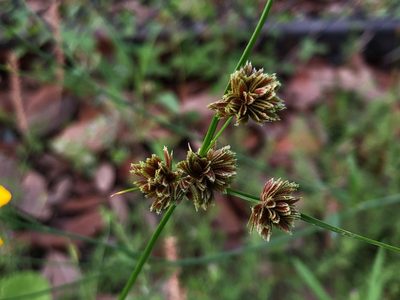 Cyperus reflexus, photographed by akt2