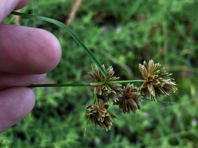 Cyperus reflexus, photographed by akt2