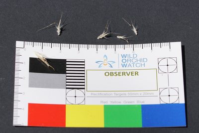 Rytidosperma erianthum, photographed by Ben Fisher