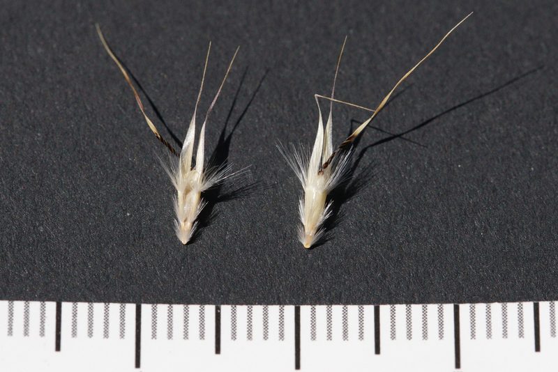 Rytidosperma erianthum, photographed by Ben Fisher