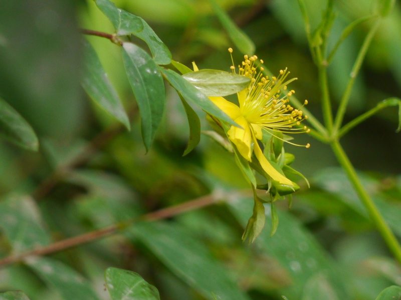 Hypericum oblongifolium, photographed by Dinesh Valke