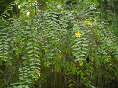 Hypericum oblongifolium, photographed by Dinesh Valke