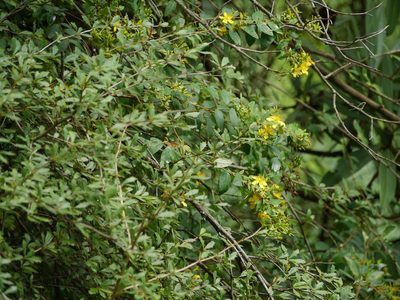 Hypericum oblongifolium, photographed by Dinesh Valke