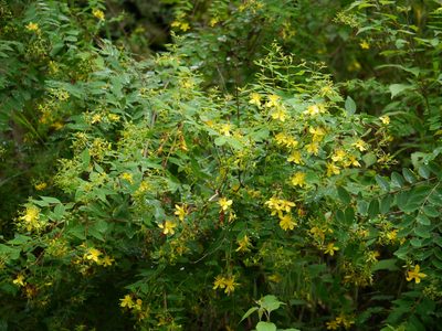 Hypericum oblongifolium, photographed by Dinesh Valke