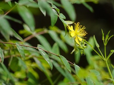 Hypericum oblongifolium, photographed by Dinesh Valke