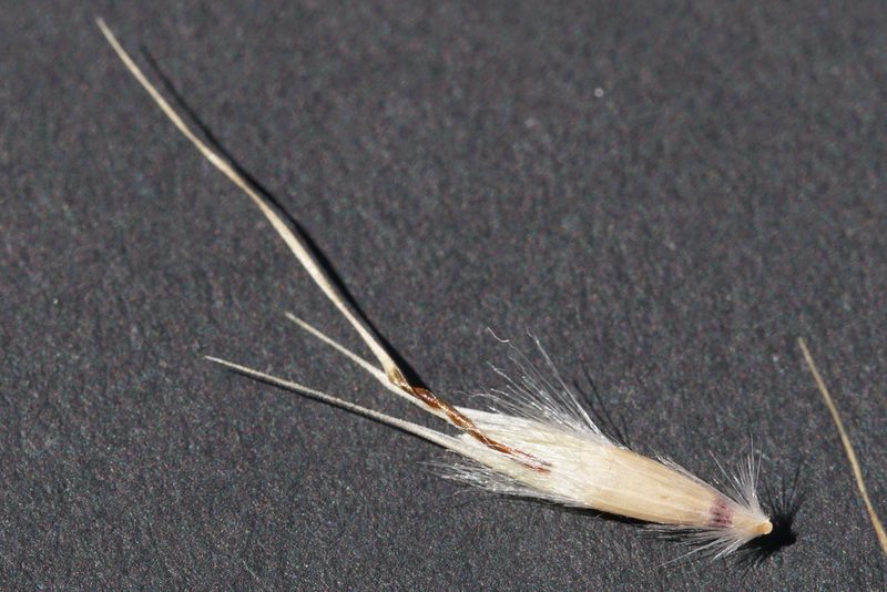 Rytidosperma caespitosum, photographed by Ben Fisher