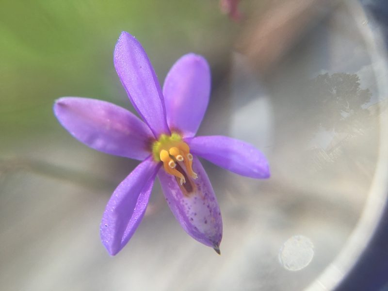 Cyanella hyacinthoides, photographed by Simon Tamblyn