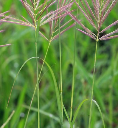 Tetrapogon roxburghiana, photographed by Wynand Uys