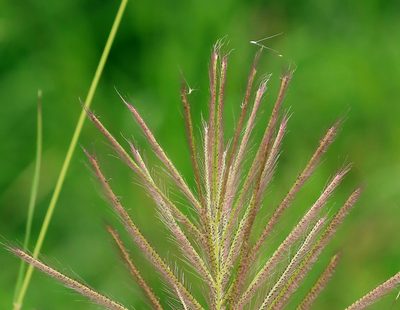 Tetrapogon roxburghiana, photographed by Wynand Uys
