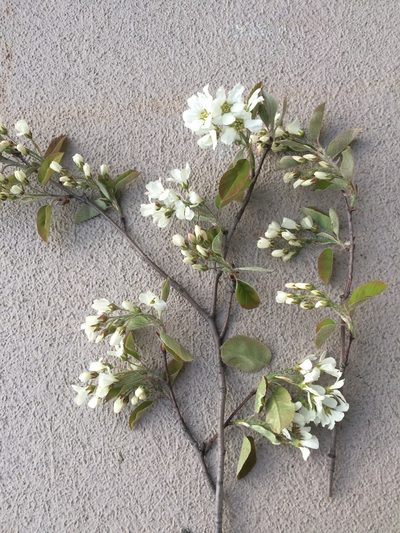 Amelanchier sanguinea, photographed by Étienne Lacroix-Carignan