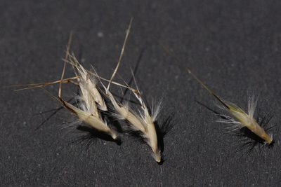 Rytidosperma laeve, photographed by Ben Fisher