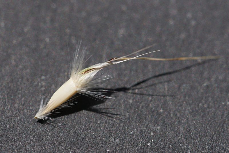 Rytidosperma laeve, photographed by Ben Fisher