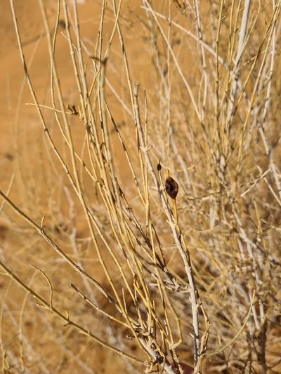 Haloxylon persicum, photographed by Jacek Pietruszewski