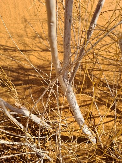 Haloxylon persicum, photographed by Jacek Pietruszewski
