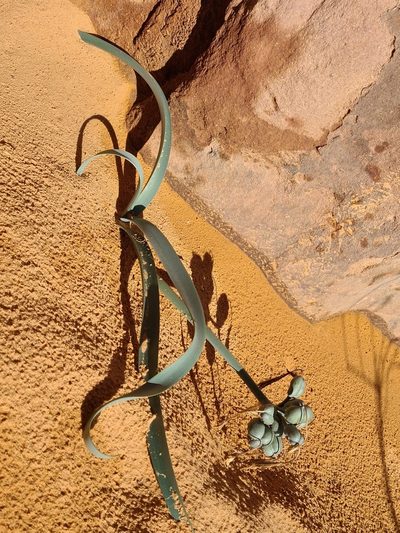 Pancratium sickenbergeri, photographed by Jacek Pietruszewski