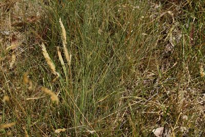 Poa morrisii, photographed by Ben Fisher