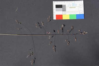Poa morrisii, photographed by Ben Fisher