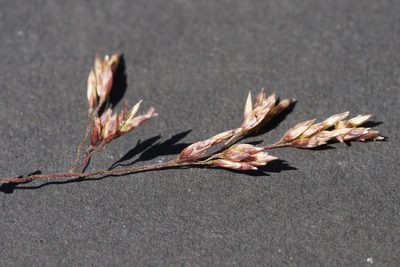 Poa morrisii, photographed by Ben Fisher