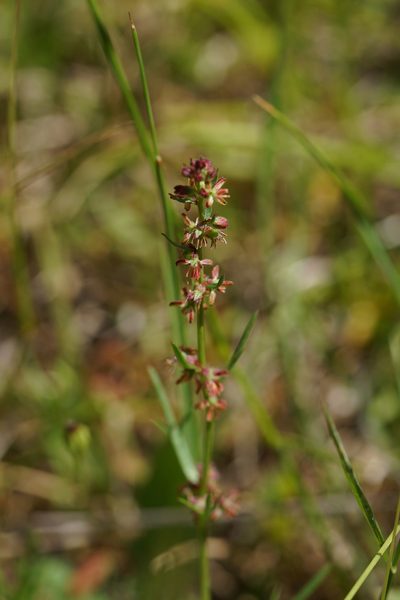 Haloragis heterophylla, photographed by Ben Fisher