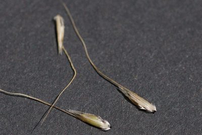 Amphibromus neesii, photographed by Ben Fisher