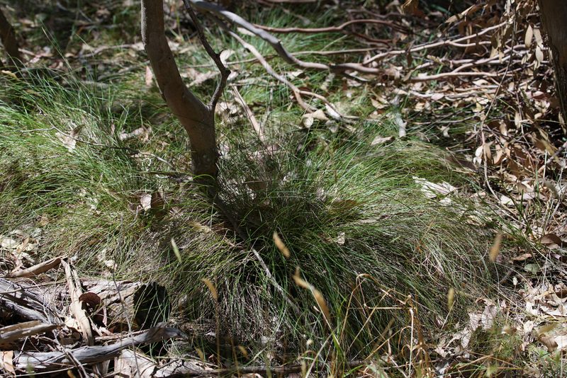 Rytidosperma pallidum, photographed by Ben Fisher