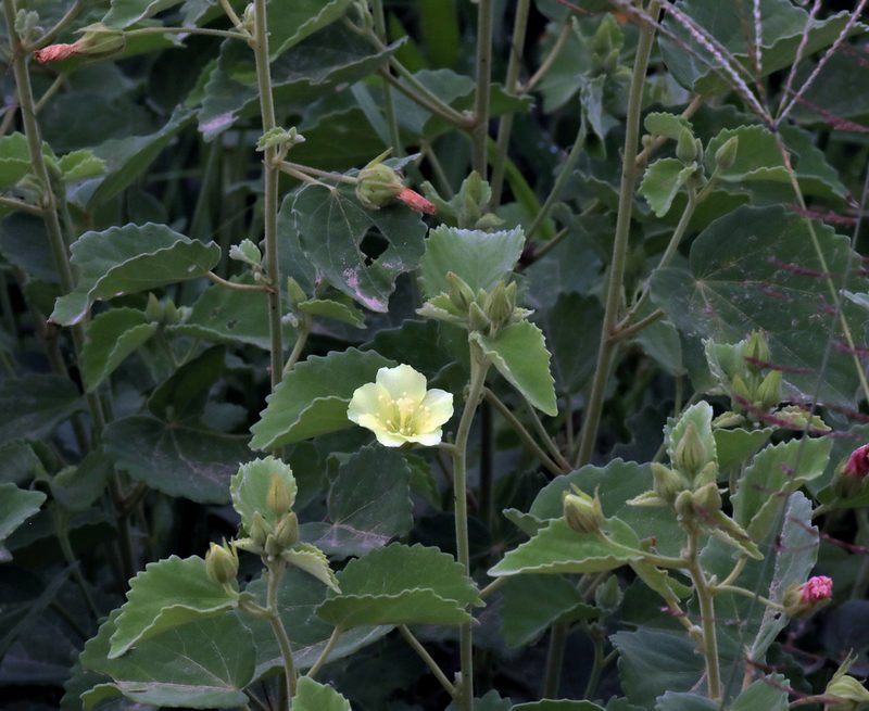 Pavonia elegans, photographed by Wynand Uys
