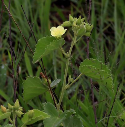 Pavonia elegans, photographed by Wynand Uys