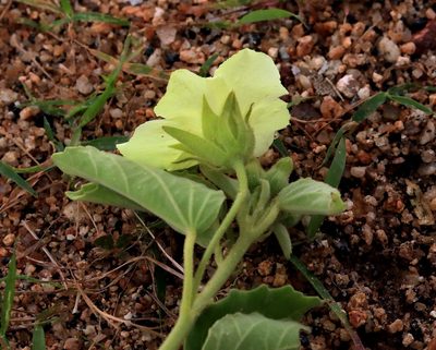 Pavonia elegans, photographed by Wynand Uys