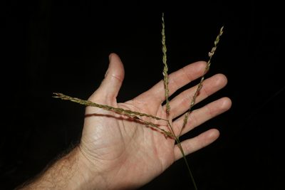 Alloteropsis semialata, photographed by Greg Tasney