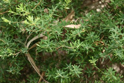 Monotoca scoparia, photographed by Greg Tasney