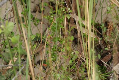Chenopodium robertianum, photographed by Greg Tasney