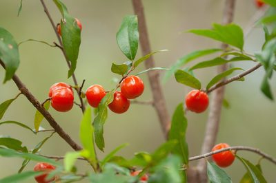 Petalostigma triloculare, photographed by Rolf Lawrenz