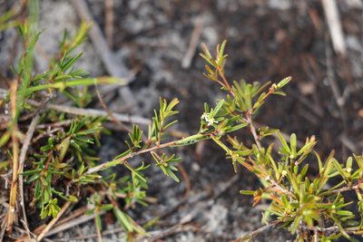 Pseudanthus orientalis, photographed by Greg Tasney