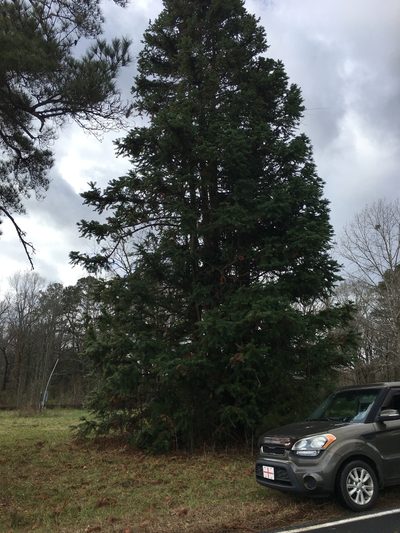Cunninghamia lanceolata, photographed by Becky Dill