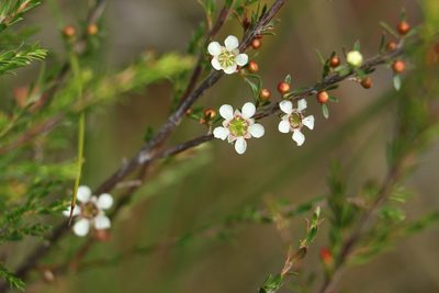 Leptospermum liversidgei, photographed by Greg Tasney