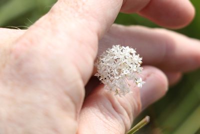 Trachymene incisa, photographed by Greg Tasney
