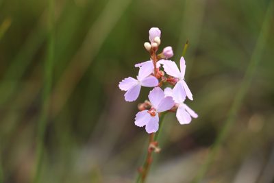 Stylidium graminifolium, photographed by Greg Tasney