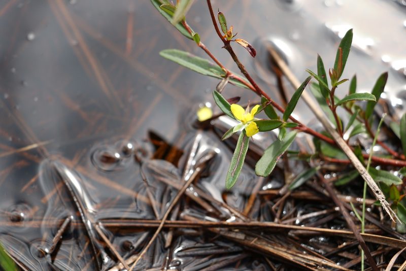 Hibbertia salicifolia, photographed by Greg Tasney