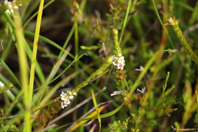 Baeckea imbricata, photographed by Greg Tasney