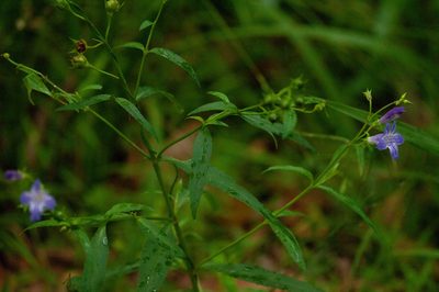 Artanema fimbriatum, photographed by Rolf Lawrenz