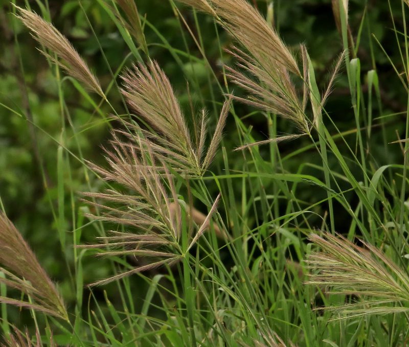 Tetrapogon roxburghiana, photographed by Wynand Uys