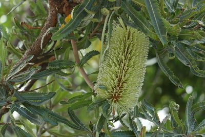 Banksia aemula, photographed by Greg Tasney
