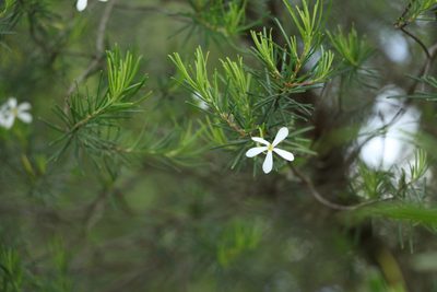 Ricinocarpos pinifolius, photographed by Greg Tasney