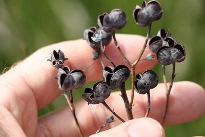 Haemodorum tenuifolium, photographed by Greg Tasney