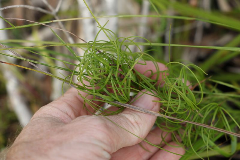 Caustis recurvata, photographed by Greg Tasney